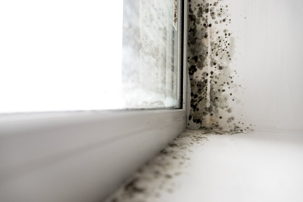 Does homeowners insurance cover mold?